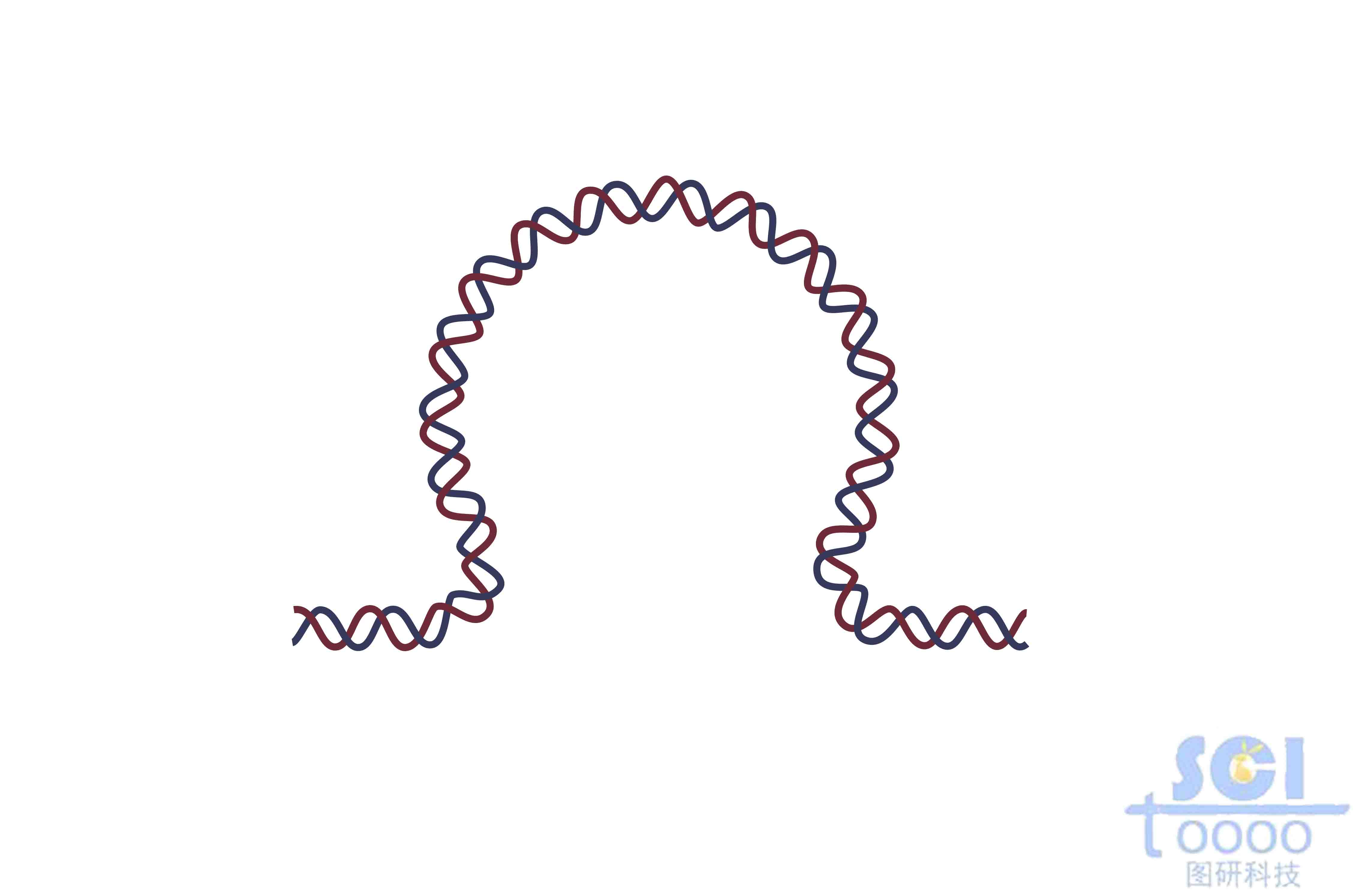 DNA環(huán)