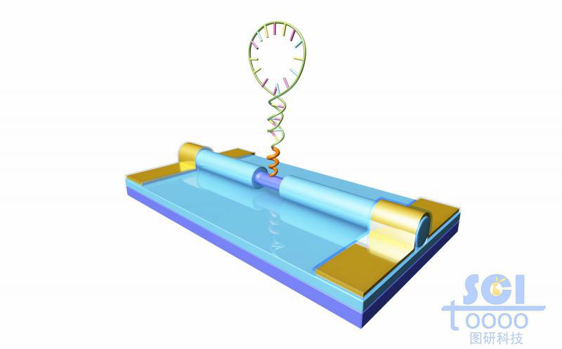 硅線分子電極對RNA檢測