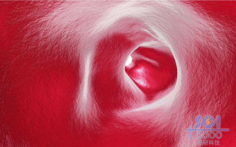 血管內腔結構