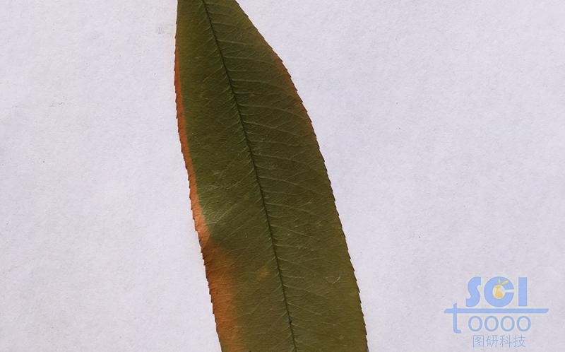 樹(shù)葉素材