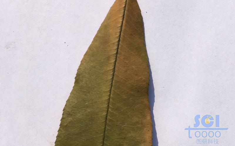 樹(shù)葉素材