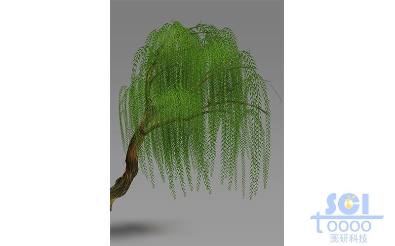 柳樹(shù)